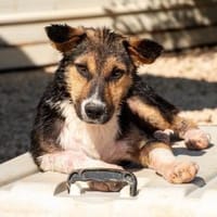 Rixa Zauberhafte Junghündin 💛, Hündin zur Adoption