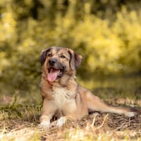 Wunderbare Rey  alles auf Anfang!, Hündin zur Adoption