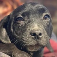 JOKO-bezaubernder Welpen-Rüde, Hund zur Adoption