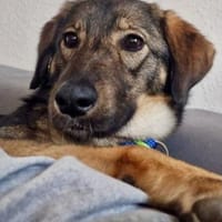 Kassandra möchte sich endlich binden💕, Hündin zur Adoption