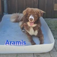 Aramis - lernwillig und wachsam, Hund zur Adoption
