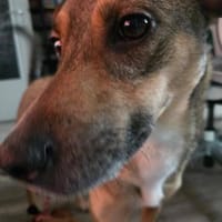 Sensibler NERO 🆘 DRINGEND 🆘, Hund zur Adoption