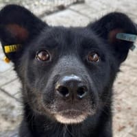 KINDRA-süße,wunderbare Hündin,55 cm, Hündin zur Adoption