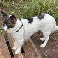 Hündin Minu in 34225 Baunatal, Hündin zur Adoption