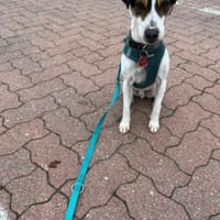 Jake - ein echter Hauptgewinn, Hund zur Adoption