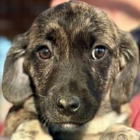 JUSTIN-zuckersüßer Welpen-Rüde, Hund zur Adoption