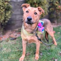 Ellie sucht ihr liebevolles Zuhause, Hündin zur Adoption