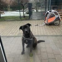 Netter Canecorso-Mix Rüde CEZAR, Hund zur Adoption