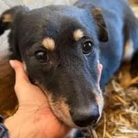 MIMMI-zuckersüße Dackel-Mix-Hündin, Hündin zur Adoption