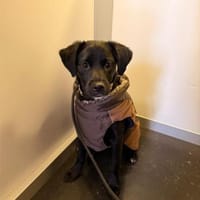 Tamaris, süßes Hundemädel, ca.6 Mon., 81, Hündin zur Adoption