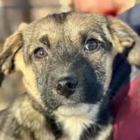 JONAS-bezaubernder Welpen-Rüde, Hund zur Adoption