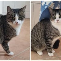 Butzi Freigängerin, Katze zur Adoption