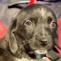 JANNIK-bezaubernder Welpen-Rüde, Hund zur Adoption