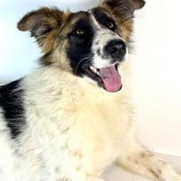 Ljalja- wunderschöne junge Hündin, Hündin zur Adoption