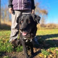 Romy, stubenreines Hundemädchen, ca. 10, Hündin zur Adoption