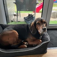 Rudi, Hund zur Adoption