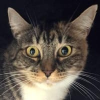 RUBIA-hübsche, sanfte Katzendame, Katze zur Adoption