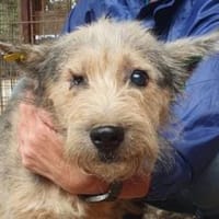 LENI-bezaubernde sanfte Hündin, 48 cm, Hündin zur Adoption