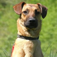 Maddox Möchte die Welt sehen, Hund zur Adoption