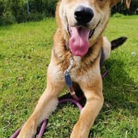 Lemmy  sucht erfahrene Menschen 🐶, Hund zur Adoption