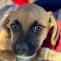 JETTE-süße, bezaubernde Welpen-Hündin, Hündin zur Adoption