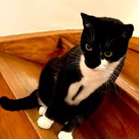 Lebhafter, sozialer Kater Theo, Kater zur Adoption