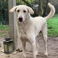 Orkun sucht geduldige Menschen, Hund zur Adoption