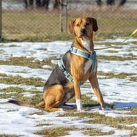 Tadeus  sucht sein Körbchen 🐶, Hund zur Adoption