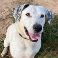 Ximby wer macht ihn endlich glücklich?, Hund zur Adoption