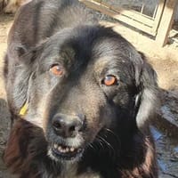 SVENJA-ruhige Hündin, 54cm,längeres Fell, Hündin zur Adoption