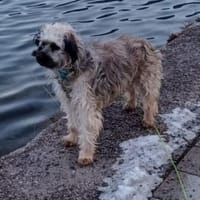 Kenzy sucht liebevolles fröhliches Zuhau, Hündin zur Adoption