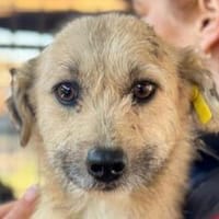 KALEA-zutrauliche, zuckersüße Hündin, Hündin zur Adoption