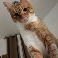 Freundlicher ime (Simon) sucht seine Me, Kater zur Adoption