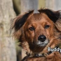 BUDDY, Hund zur Adoption