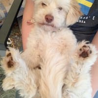 Charakterkopf Lucky sucht dich!, Hund zur Adoption