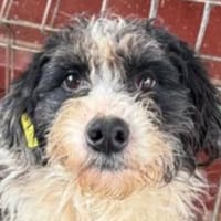 OLE-wunderschöner, sanfter Rüde,45 cm, Hund zur Adoption