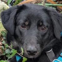 MARIA-zauberhafte Jung-Hündin,43 cm, Hündin zur Adoption