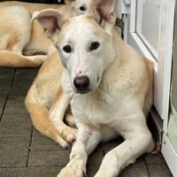 SEPPI-lieber,hübscher Jung-Rüde,59 cm, Hund zur Adoption