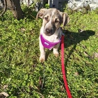 Beagle Basset Mix sucht Körbchen, Hund zur Adoption