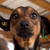 ERNI-menschen bezogener Rüde, 30 cm, Hund zur Adoption