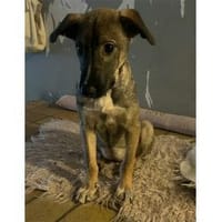 Carola - wartet in 42859 Remscheid, Hündin zur Adoption