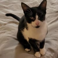 Kleiner Emil sucht seine Familie, Kater zur Adoption