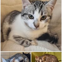 Fine, Katze zur Adoption