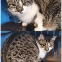 Biene Freigängerin, Katze zur Adoption