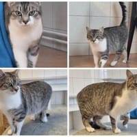 Karlo sehr verschmust, Kater zur Adoption