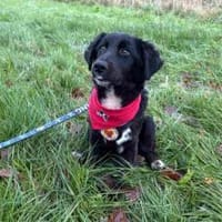 Odie wartet auf sein Zuhause, Hund zur Adoption