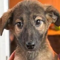 TERESA-zauberhaftes Welpen-Mädchen, Hündin zur Adoption