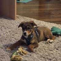 OREO ❤, Hund zur Adoption