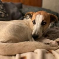 Dodo, geschundenes Hundemädchen, ca.16 k, Hund zur Adoption