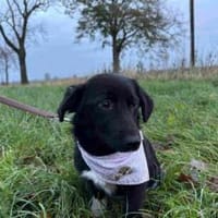 Wunderschöne, süße Poppy, Hündin zur Adoption